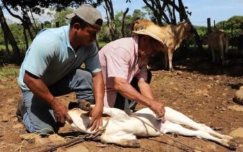 Cerco sanitario frenó 14 casos de plaga gusano barrenador