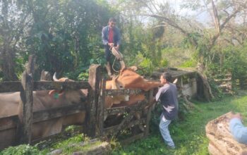 Refuerzan cerco sanitario ganadero