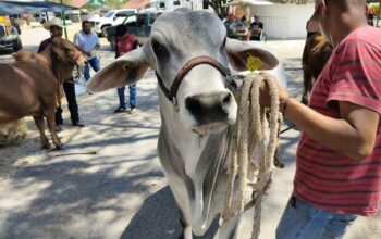 Impulsan al campo vallense con entrega de ganado y sementales del programa Mejoramiento Genético 2026