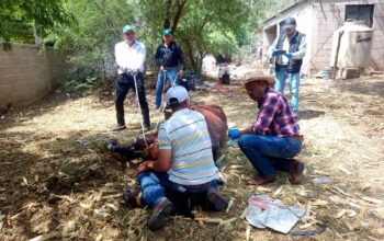 Aplican Plan Piloto contra gusano barrenador