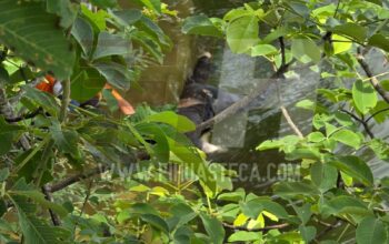 Pescador descubre cuerpo flotando en aguas de La Lajilla