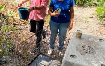 Ecología resguarda mascotas de mujer víctima de homicidio en la colonia Hidalgo