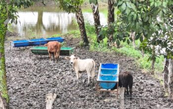 Lluvias favorecen cultivos y producción agropecuaria en San Luis Potosí